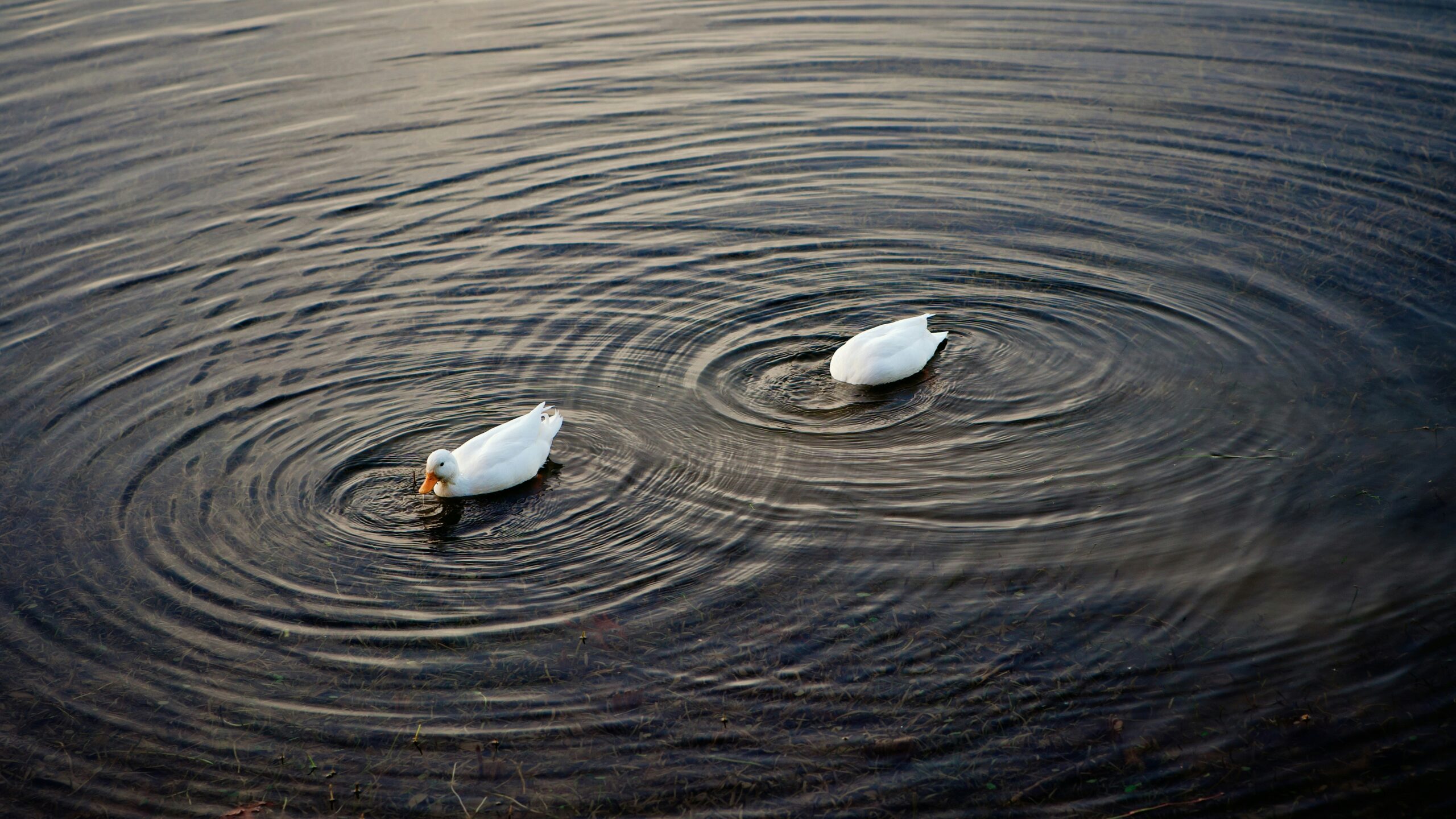 Geese make ripples on a pond