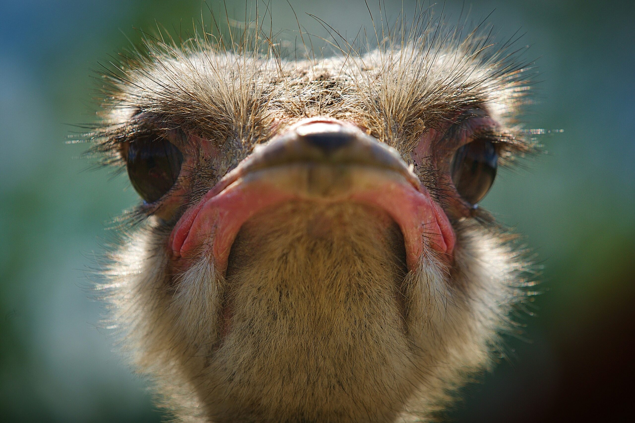 Andrey Tikhonovskiy's close-up photo of an ostrich; courtesy of Unsplash.